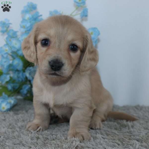Theodore, Dachshund Puppy
